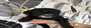 Miniature Poodle Puppy 1 light blue collar 