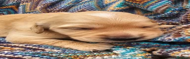 Golden Retriever Puppy 2