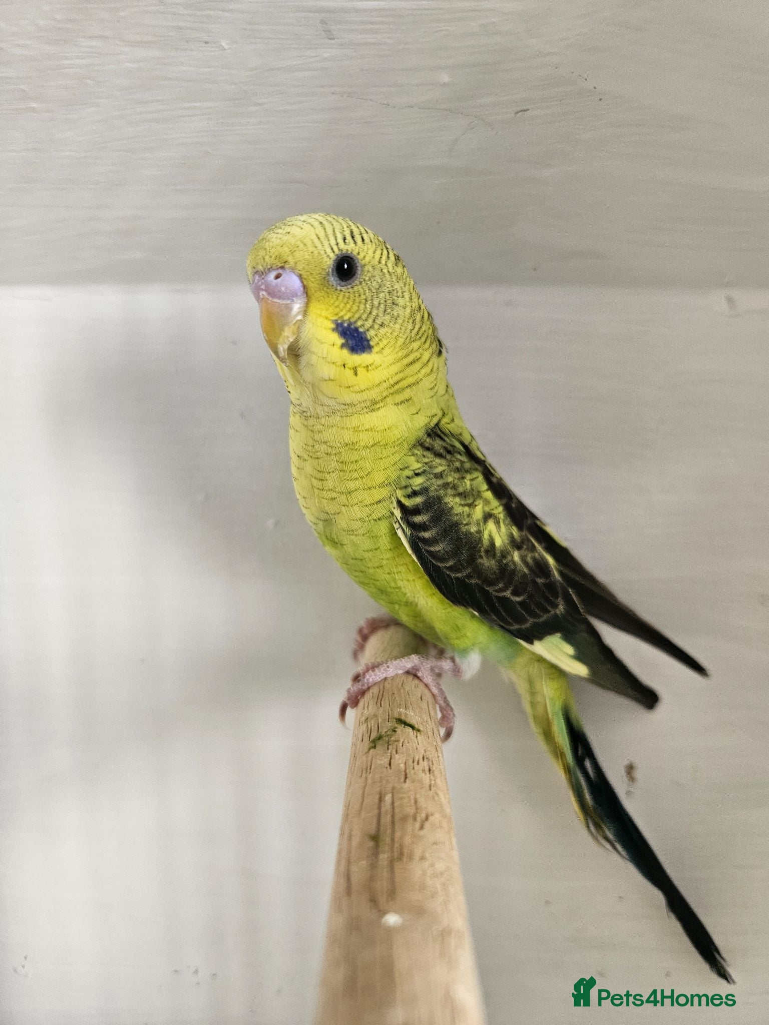 Budgerigars birds 2 black wing male budgies  - Advert 2