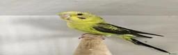 Budgerigars birds for sale: 2 black wing male budgies  - Advert 1