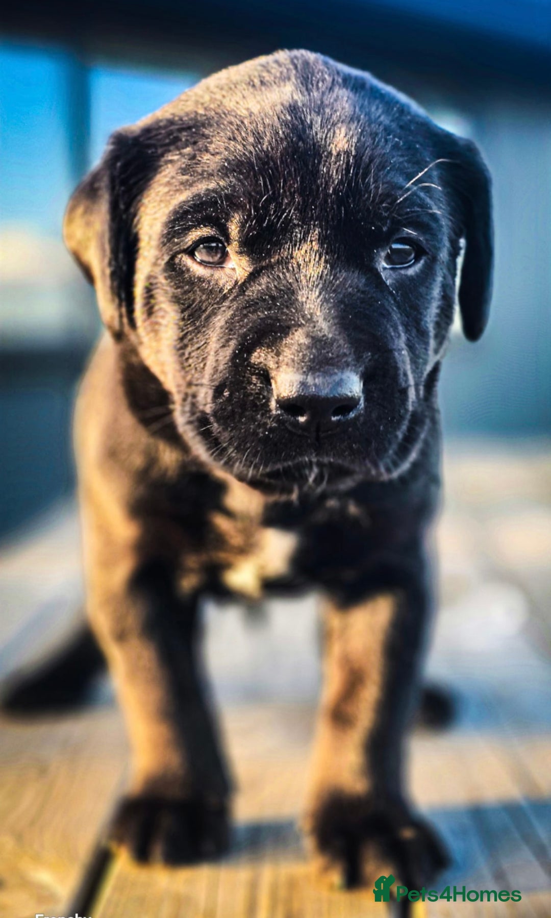 Mixed Breed dogs for sale: Kelpie X Red Labrador  - Image 8