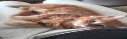 Maine Coon cats for sale: Beautiful Maine Coon Kittens - Advert 9