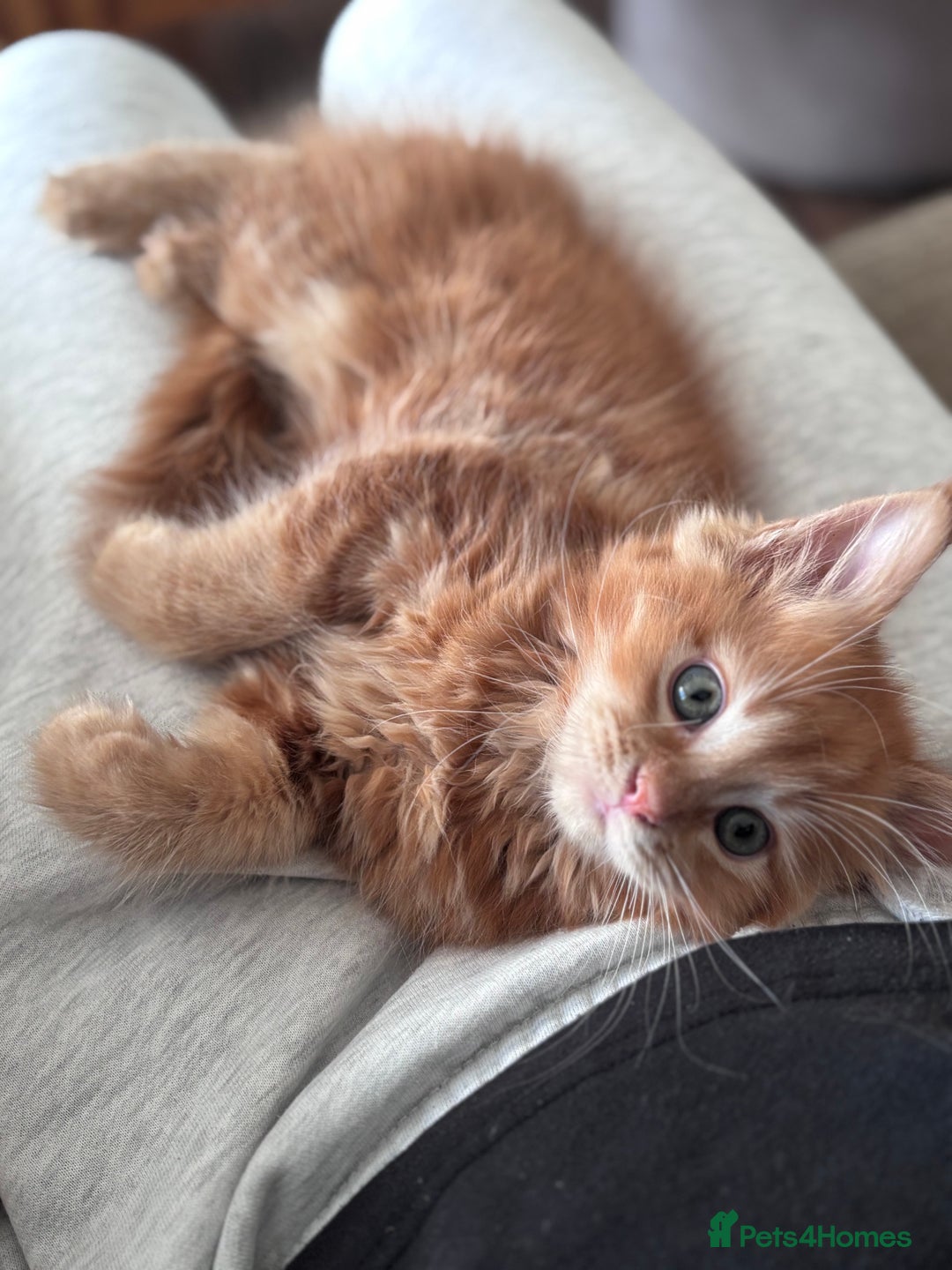 Maine Coon cats for sale: Beautiful Maine Coon Kittens - Advert 9
