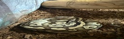 Python Snake reptiles for sale: Mojave pos het Ghost royal Python with enclosure - Advert 1