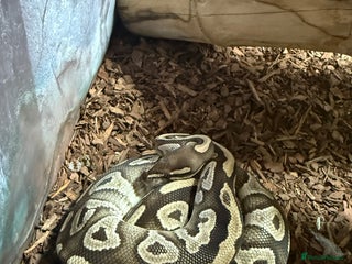 Python Snake reptiles - Advert 1