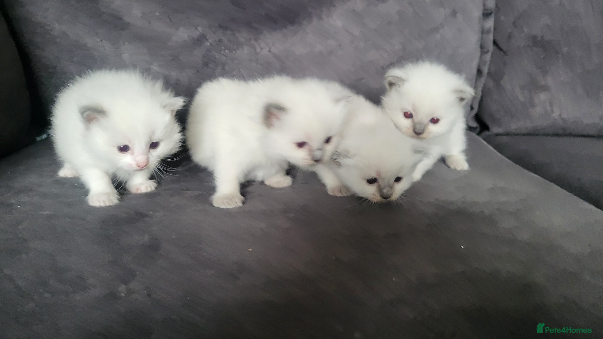 Ragdoll cats Adorable ragdoll kittens - Advert 1