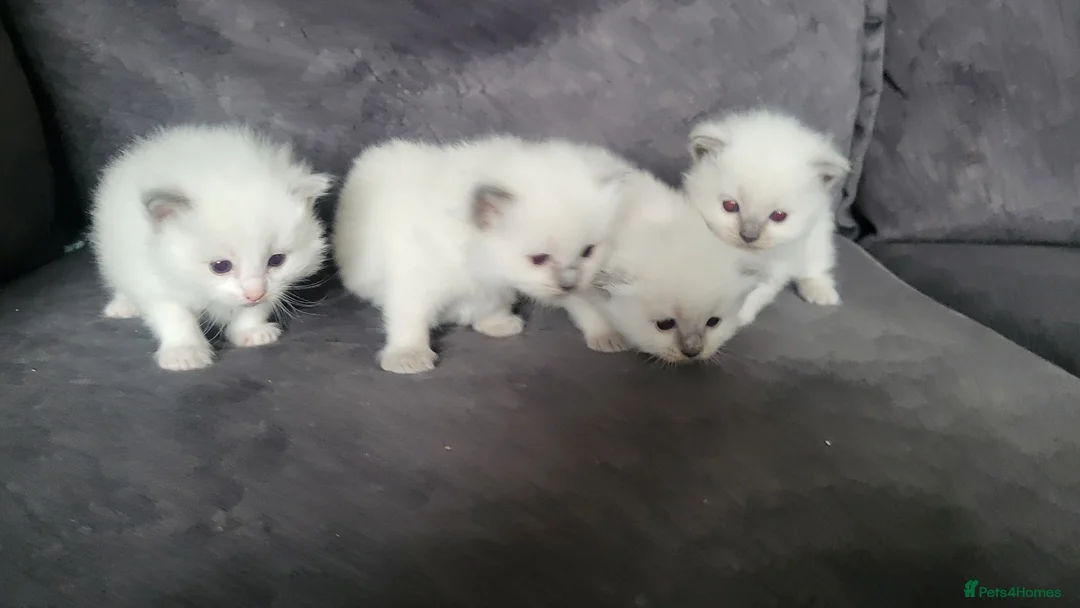 Ragdoll cats for sale: Adorable ragdoll kittens - Advert 1