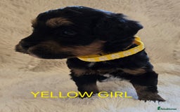 Tibetan Terrier dogs for sale: Adorable fluffy TToodle puppies  - Image 8