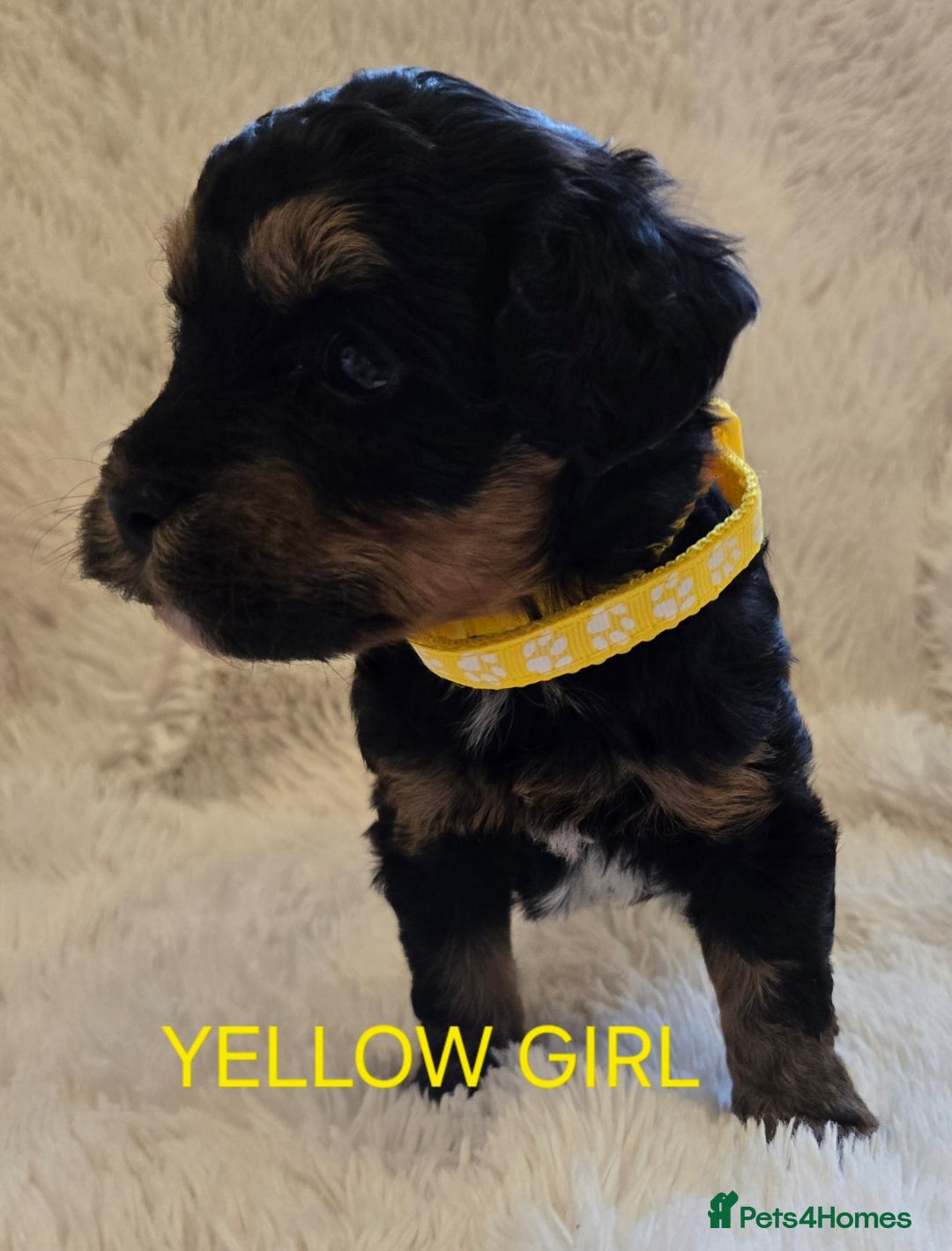 Tibetan Terrier dogs for sale: Adorable fluffy TToodle puppies  - Image 8