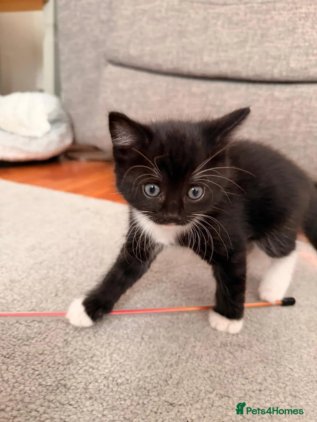 Turkish Angora cats for sale: 1 x Turkish Angora kitten plus 3 mixed breed  - Advert 13