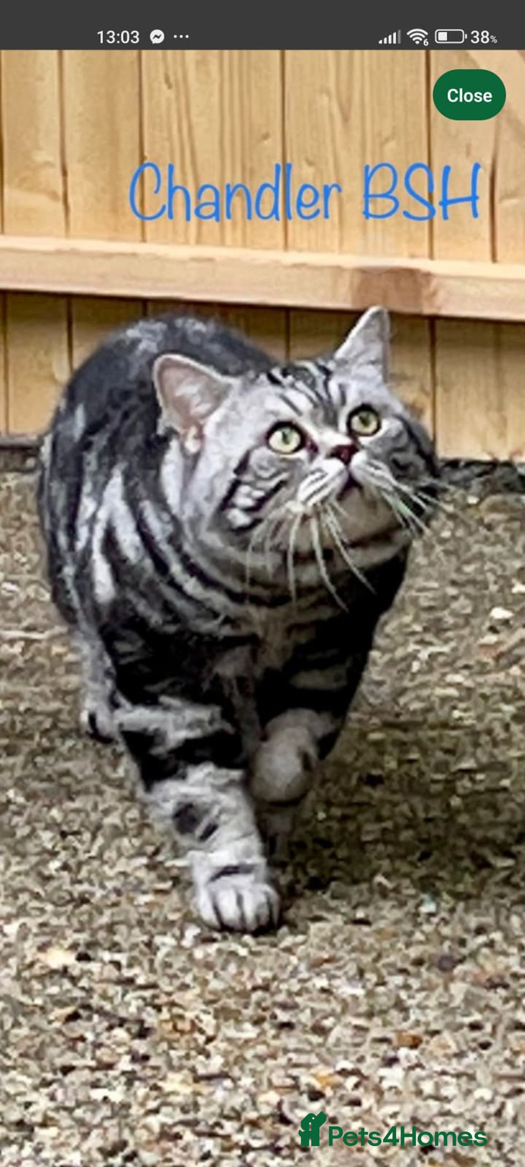 British Shorthair cats for sale: ✨4 Pure BSH Tabby kittens✨ - Advert 14