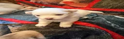 Pomeranian dogs for sale: 4 beautiful white Pomeranian boys  in Gloucester - Advert 4