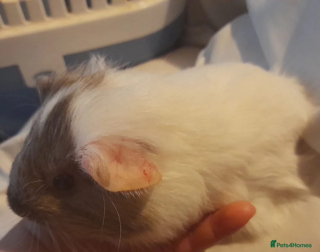 Guinea Pig rodents for sale: Two Young Guinea Pigs - Advert 4