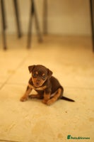 Jack Russell dogs Beautiful Jack Russell female puppies for sale - Advert 4