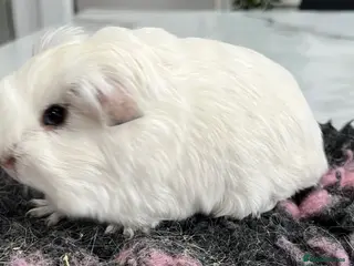 Guinea Pig rodents Guinea pigs bonded pair- re homing fee. - Advert 1