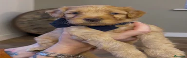 Cockapoo 4