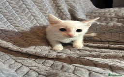 Russian Blue cats for sale: 6 beautiful kittens ❤️ - Image 8