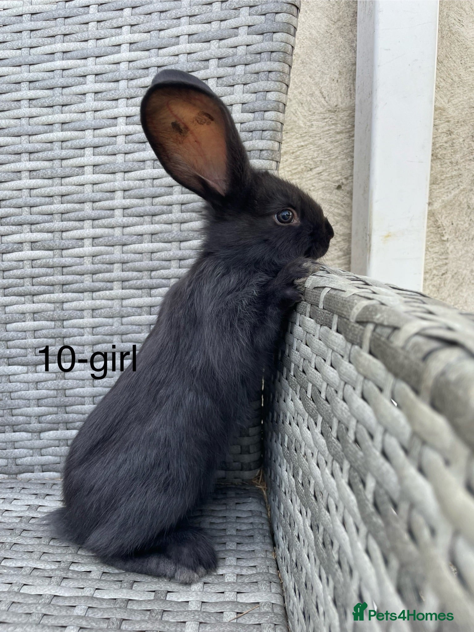 Continental Giant rabbits 💖 Pure bred continental giants💖 - Advert 19
