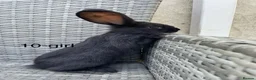 Continental Giant rabbits for sale: 💖 Pure bred continental giants💖 - Advert 1