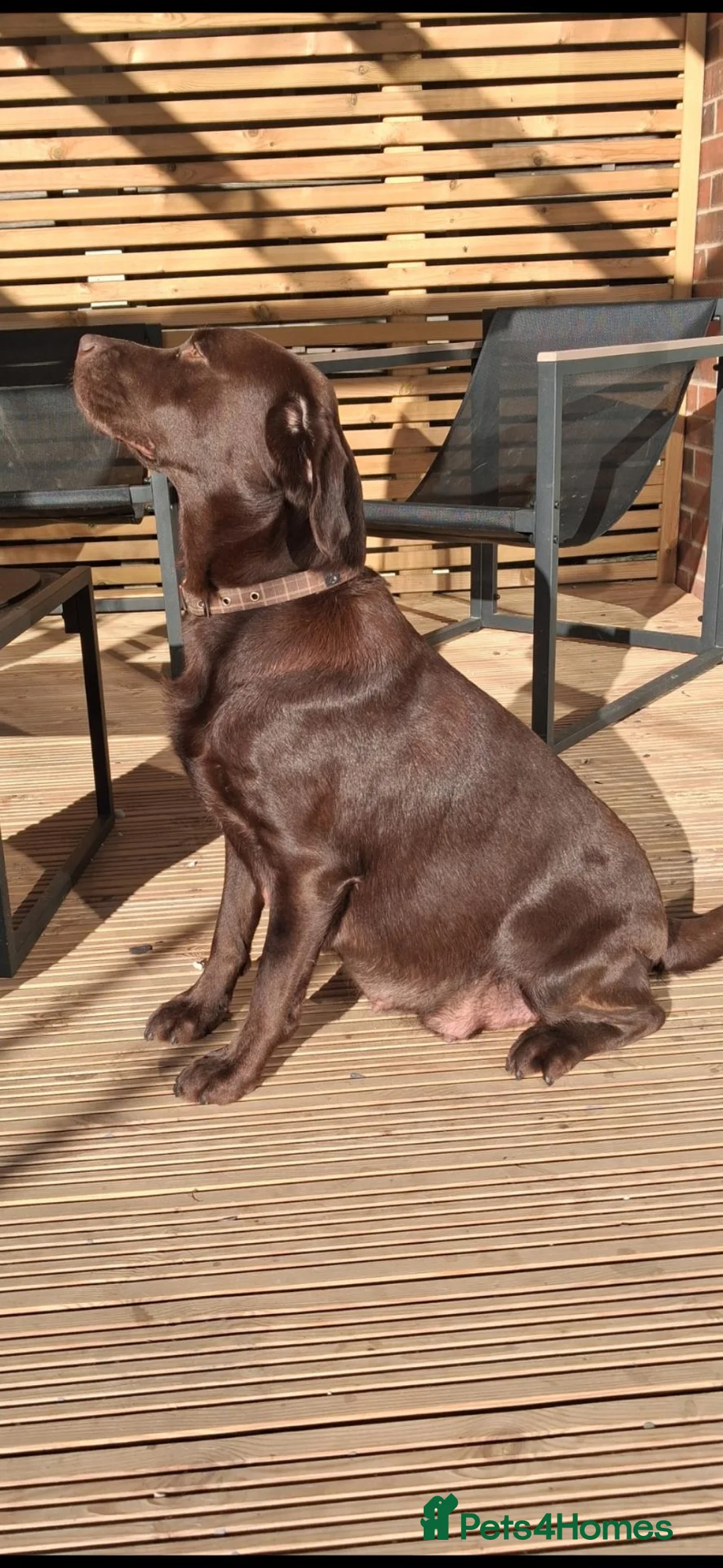 Labrador Retriever dogs for sale: Show type K.C reg labrador puppies, DUE 22/10/26. - Advert 2