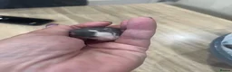 Rat rodents for sale: Baby Dumbo Rats - Advert 16