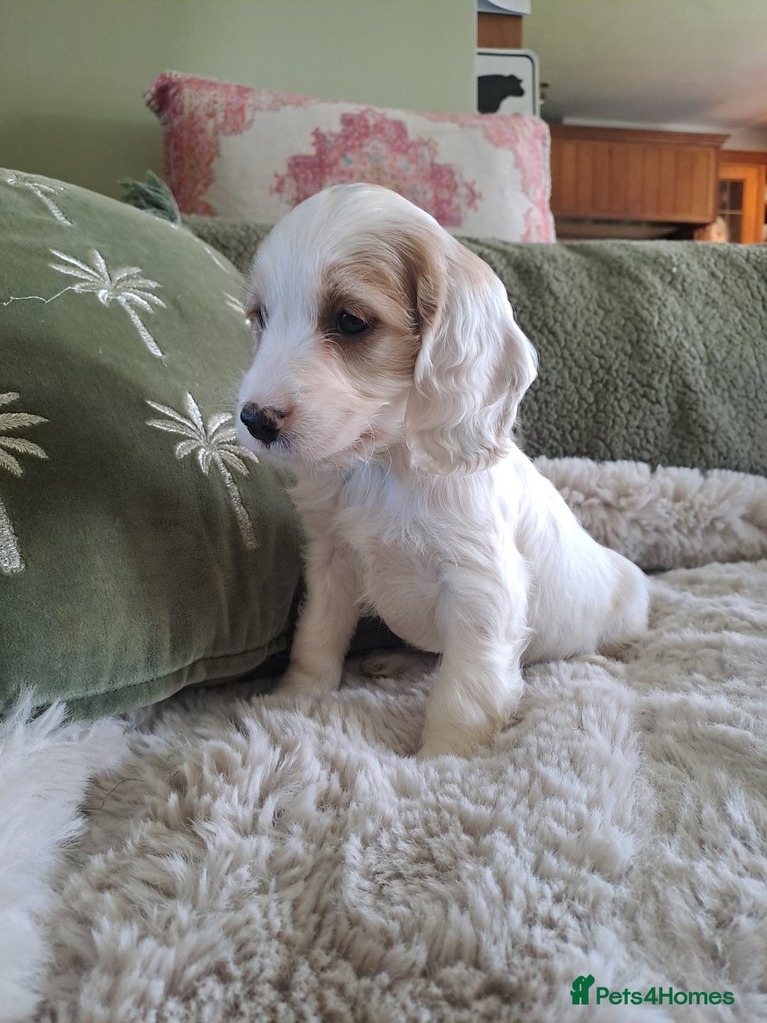 Cockapoo dogs for sale: Cockapoo puppies - Image 4
