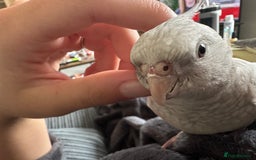 Cockatiels birds for sale: Tame Female cockatiels  - Image 5