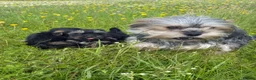 Yorkshire Terrier dogs for sale: Tiny Toy Yorkshire Terrier Puppies (Yorkie) - Advert 16