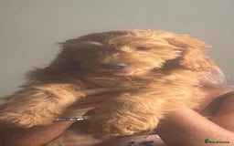Cockapoo dogs for sale: cockerpoos  in Blaydon-on-Tyne - Image 17