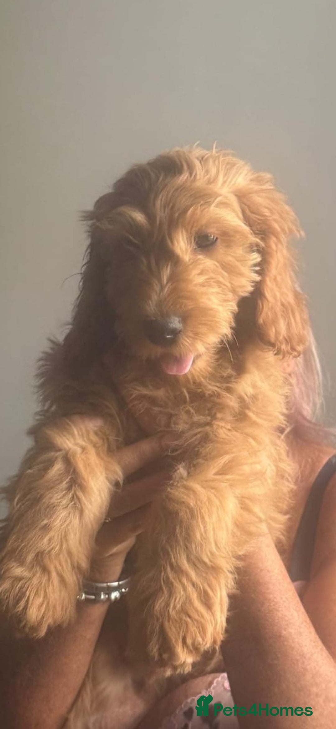 Cockapoo dogs for sale: cockerpoos  in Blaydon-on-Tyne - Image 17
