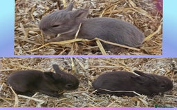 Mini Lion Lop rabbits for sale: Fluffy lion-lop bunnies BOYS READY NOW - Image 5