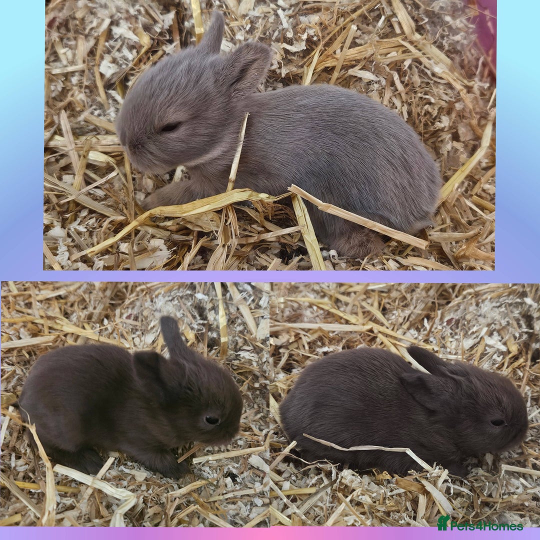 Mini Lion Lop rabbits for sale: Fluffy lion-lop bunnies BOYS READY NOW - Image 5