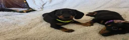 Dachshund dogs for sale: Six beautiful miniature smooth haired dachshunds - Advert 3
