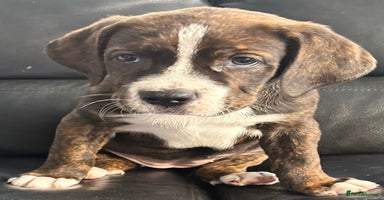 Mixed Breed dogs - Advert 2