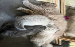 Persian cats for sale: 2 ULTRA AFFECTIONATE COLOURPOINT PERSIAN KITTENS  - Image 23