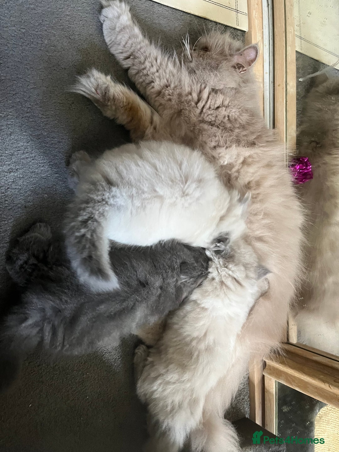 Persian cats for sale: 2 ULTRA AFFECTIONATE COLOURPOINT PERSIAN KITTENS  - Image 23