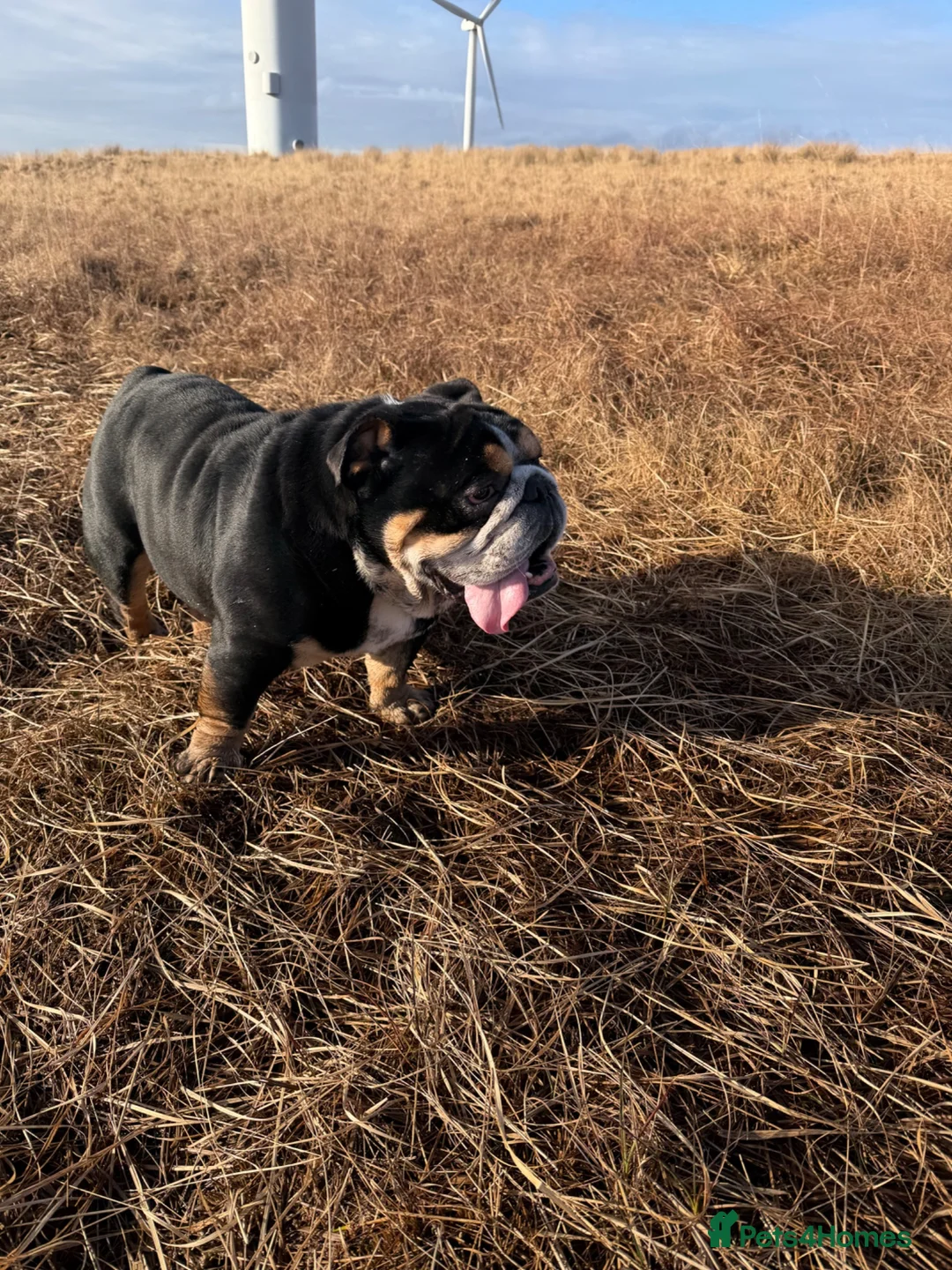 English Bulldog dogs for sale: Borris  in Bury - Advert 2
