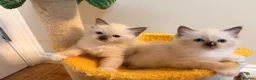 Ragdoll cats for sale: Stunning 🌟 Pure 🌟 Ragdoll Kittens PKD/HCM ✅  - Advert 3