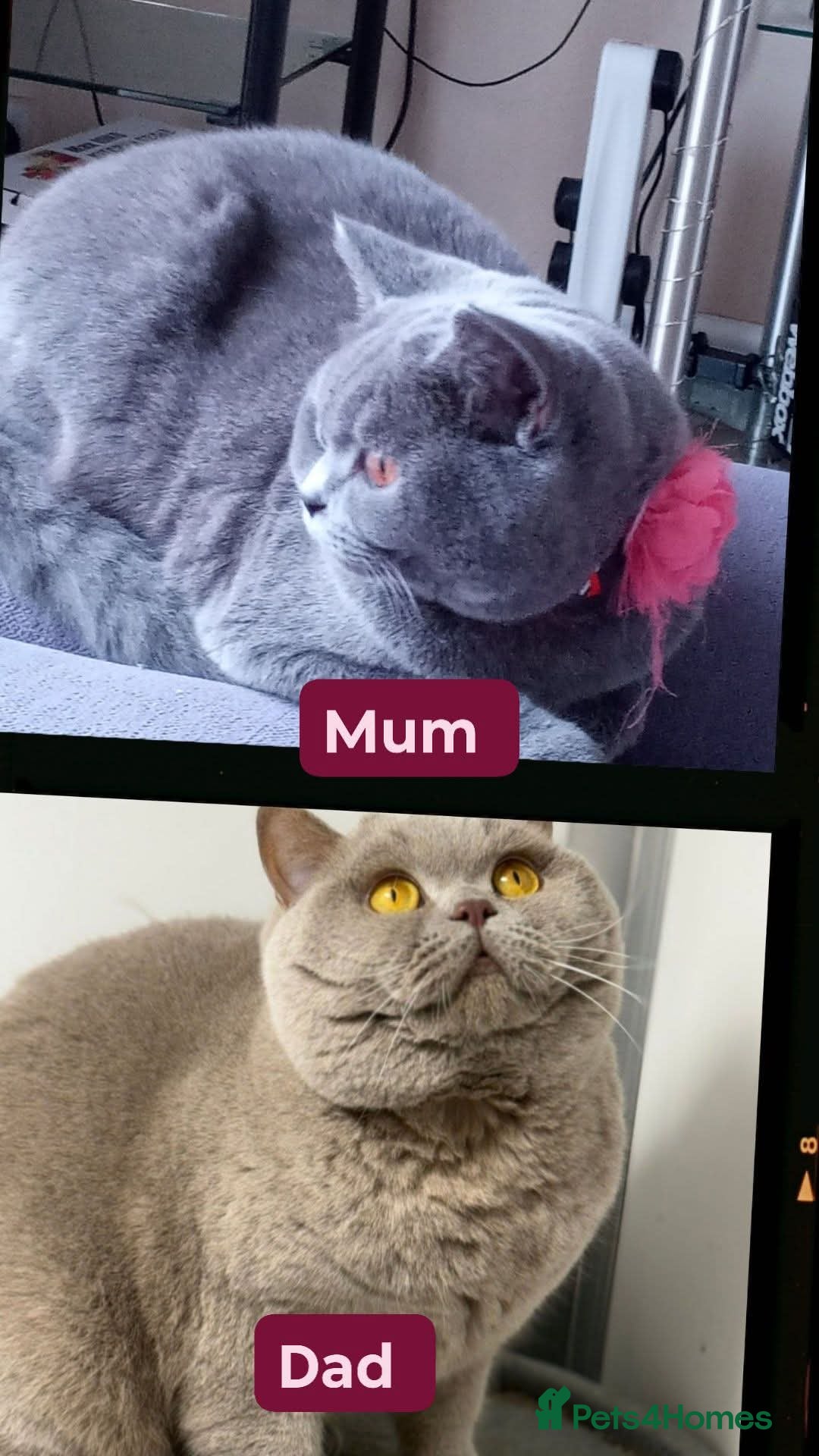 British Shorthair cats Bicolour Male &Blue female Vs Champion lines.  - Advert 2