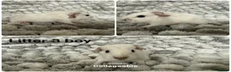 Guinea Pig rodents for sale: Guinea pig baby’s and adults  in Ripley - Advert 8