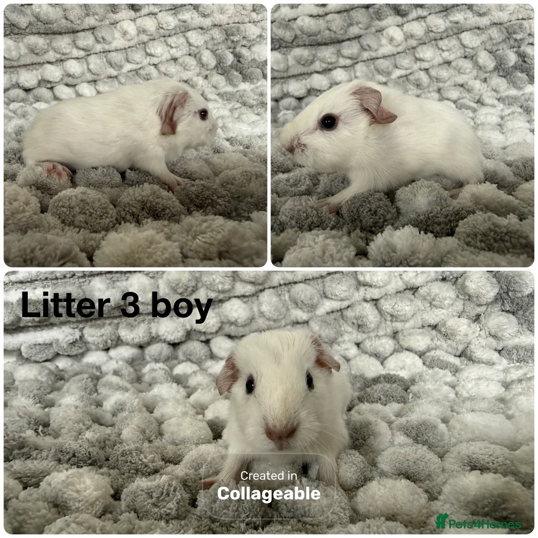 Guinea Pig rodents for sale: Guinea pig baby’s and adults  - Advert 2