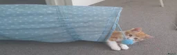 Mixed Breed cats for sale: 4 kittens ready for forever homes in Bristol - Advert 9