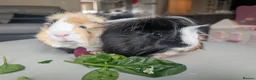 Guinea Pig rodents for sale: 2 male guinea pigs  - Advert 4