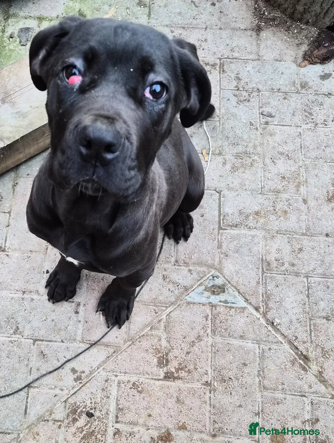 Cane Corso dogs for sale: Female cane corso - Advert 2