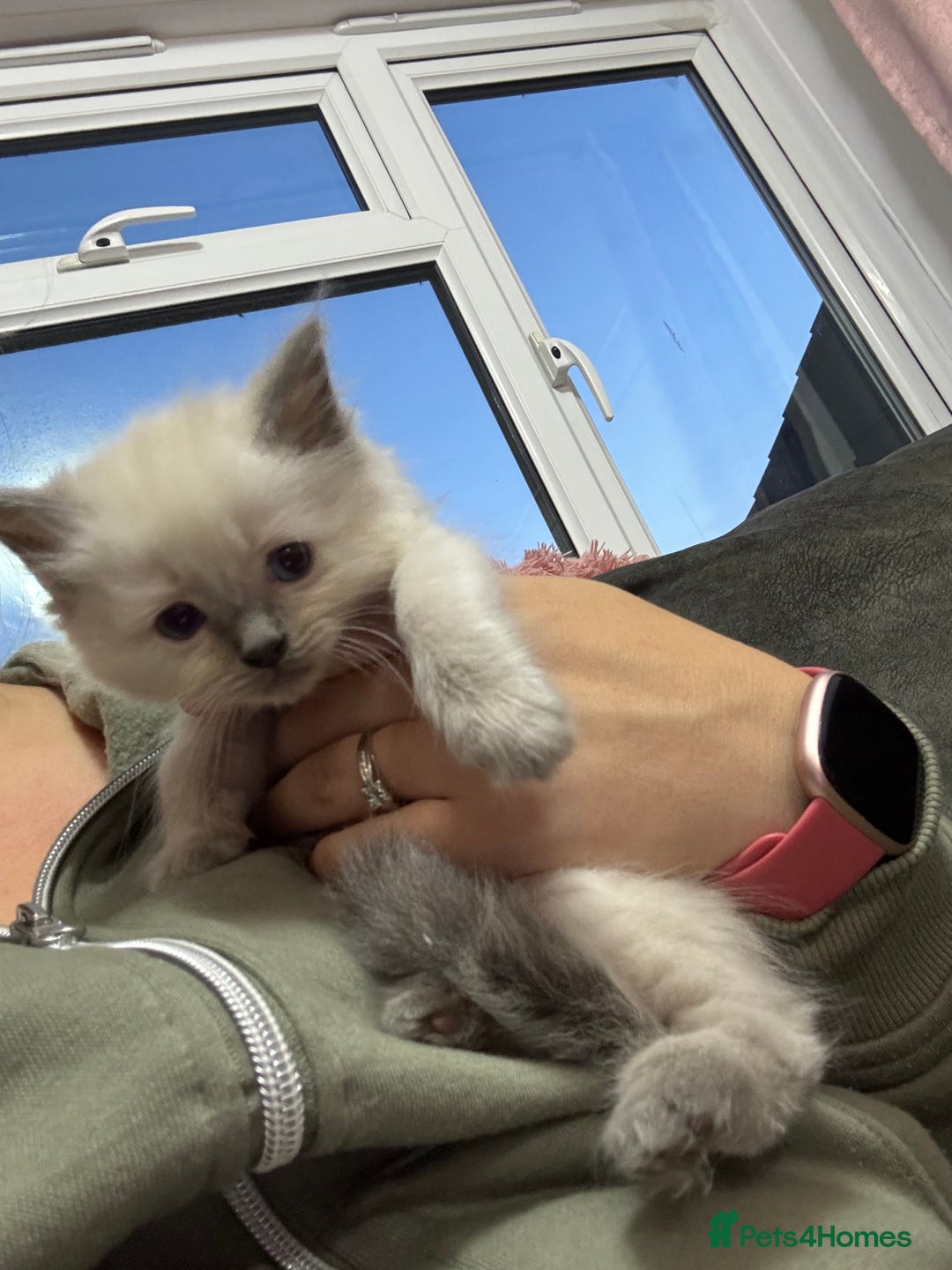 Ragdoll cats for sale: Stunning Ragdoll Kittens Ready to Go!!! - Image 29