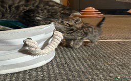 Bengal cats for sale: Bengal Cross and Blue Long haired boy - Image 2