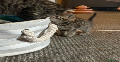 Bengal cats - Advert 7