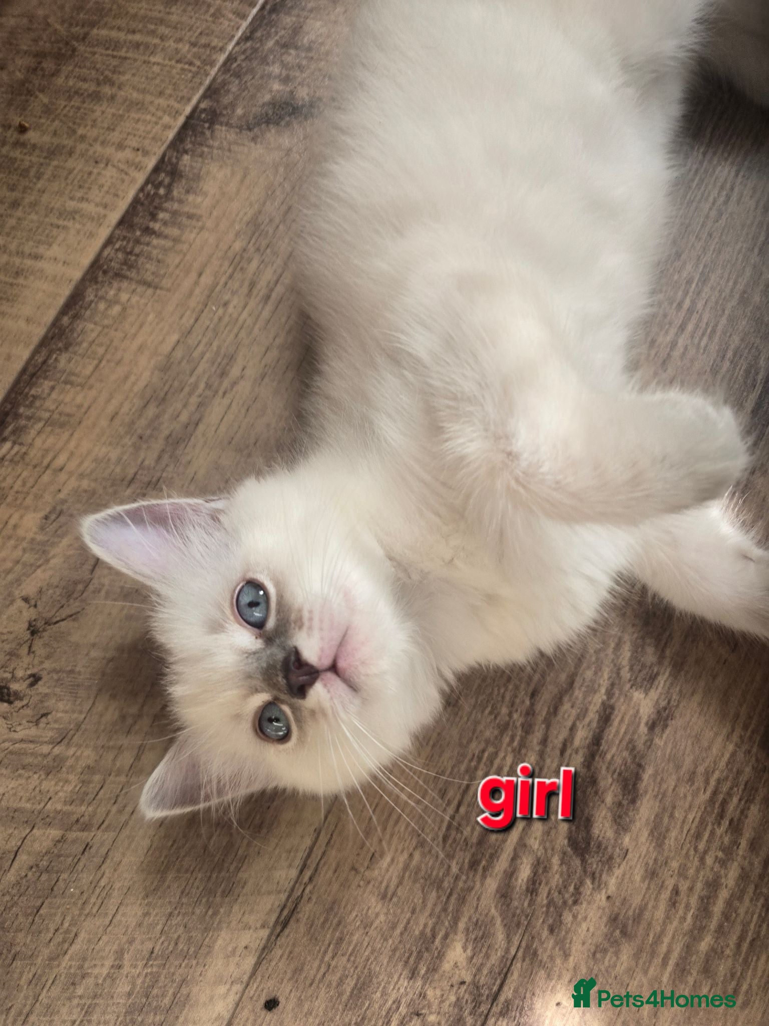 Ragdoll cats Ragdolls kittens  - Advert 1
