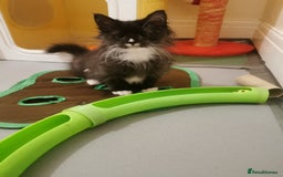 Ragdoll cats for sale: Very fluffy Ragdoll x  - Image 1