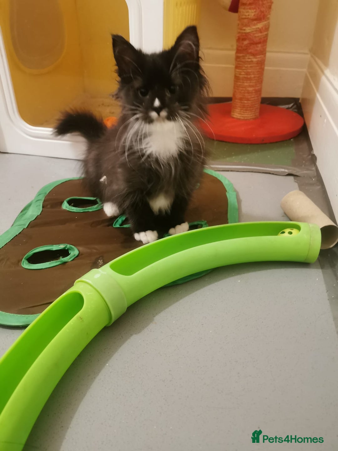 Ragdoll cats for sale: Very fluffy Ragdoll x  - Image 1
